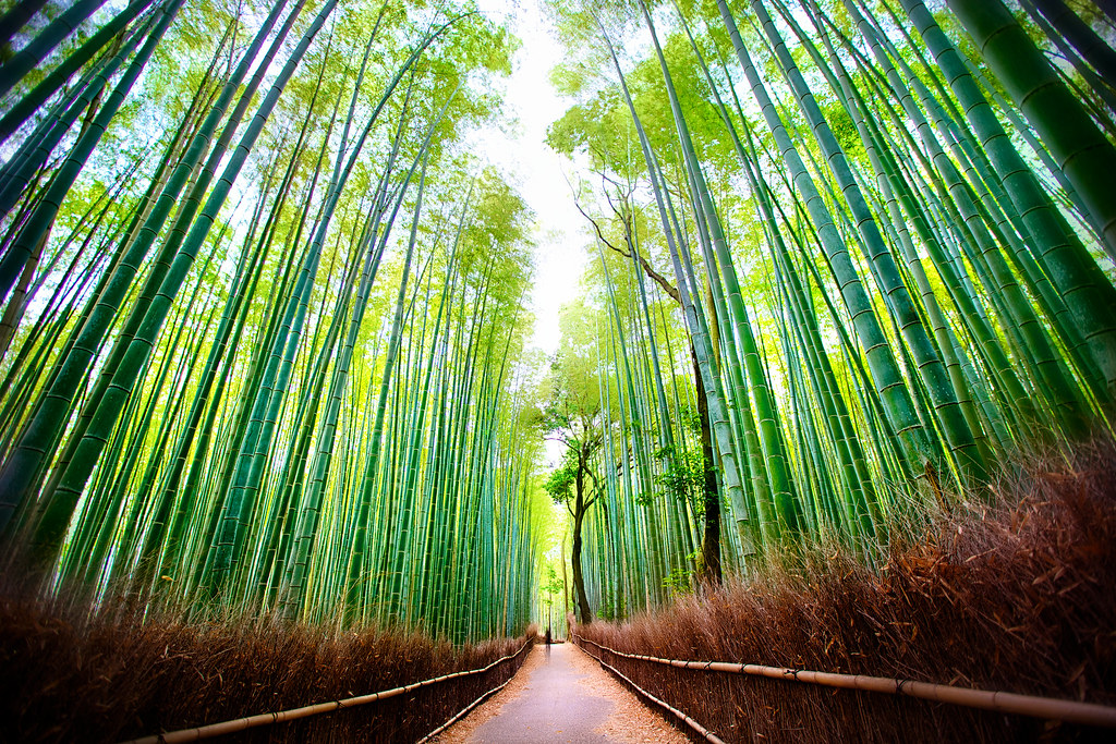 Arashiyama forêt de bambous