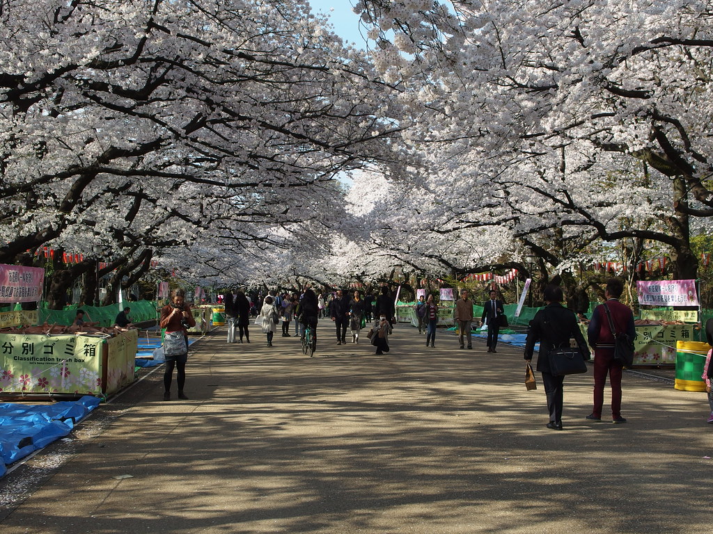 Allées de cerisiers du parc d’Ueno