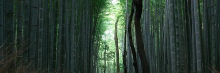 Forêt de bambous d’Arashiyama