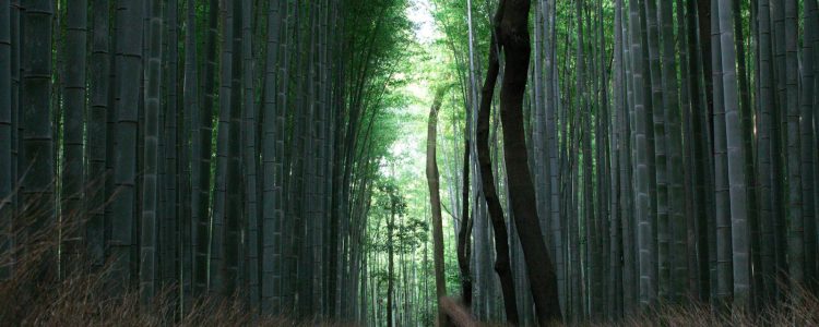 Forêt de bambous d’Arashiyama