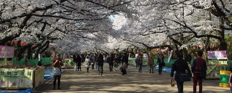 Allées de cerisiers du parc d’Ueno